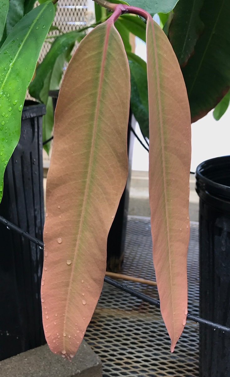 martamatvienko's tweet photo. Garcinia cochinchinensis plants in greenhouse https://t.co/n8DToCHekY