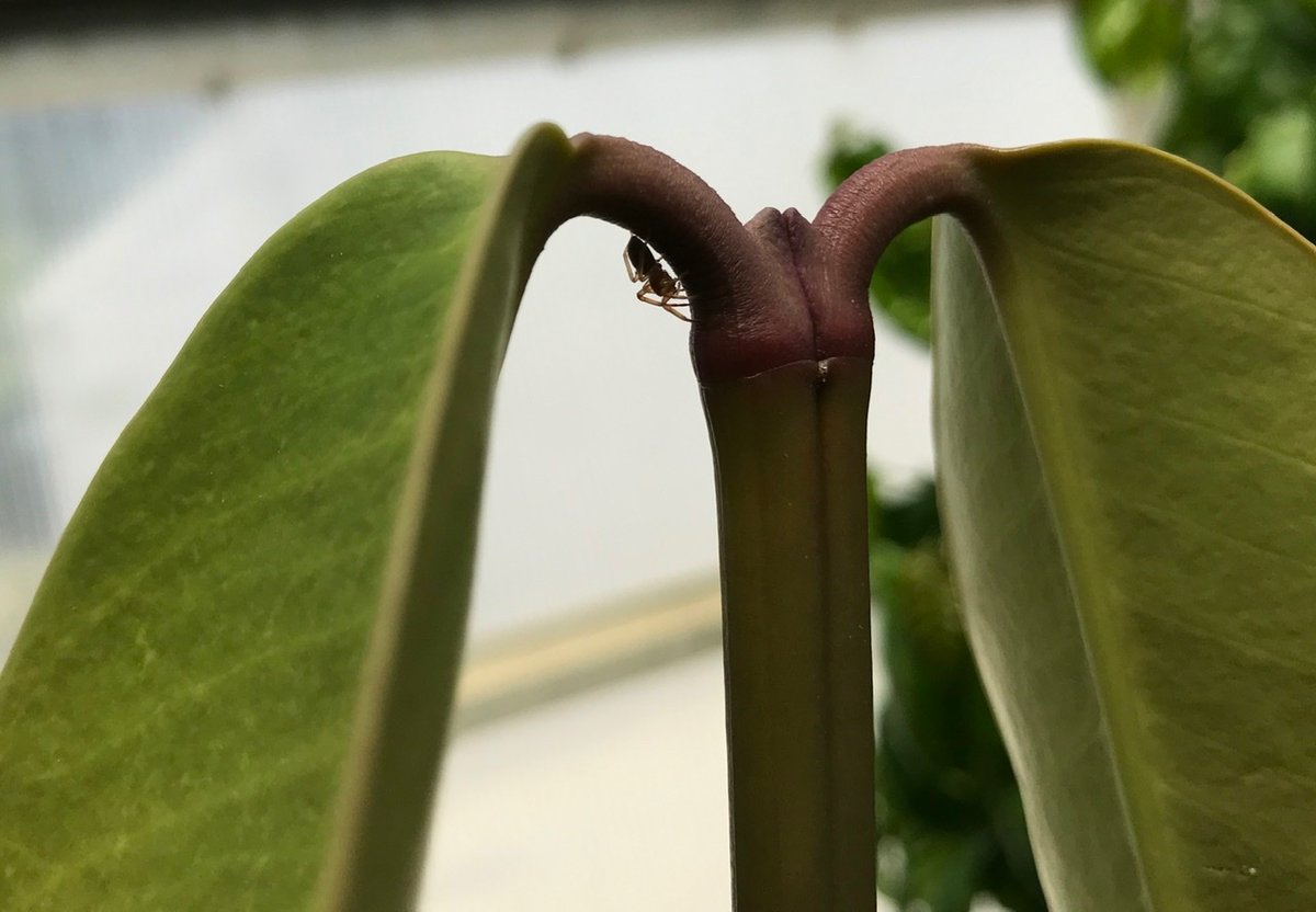 martamatvienko's tweet photo. Garcinia cochinchinensis plants in greenhouse https://t.co/n8DToCHekY