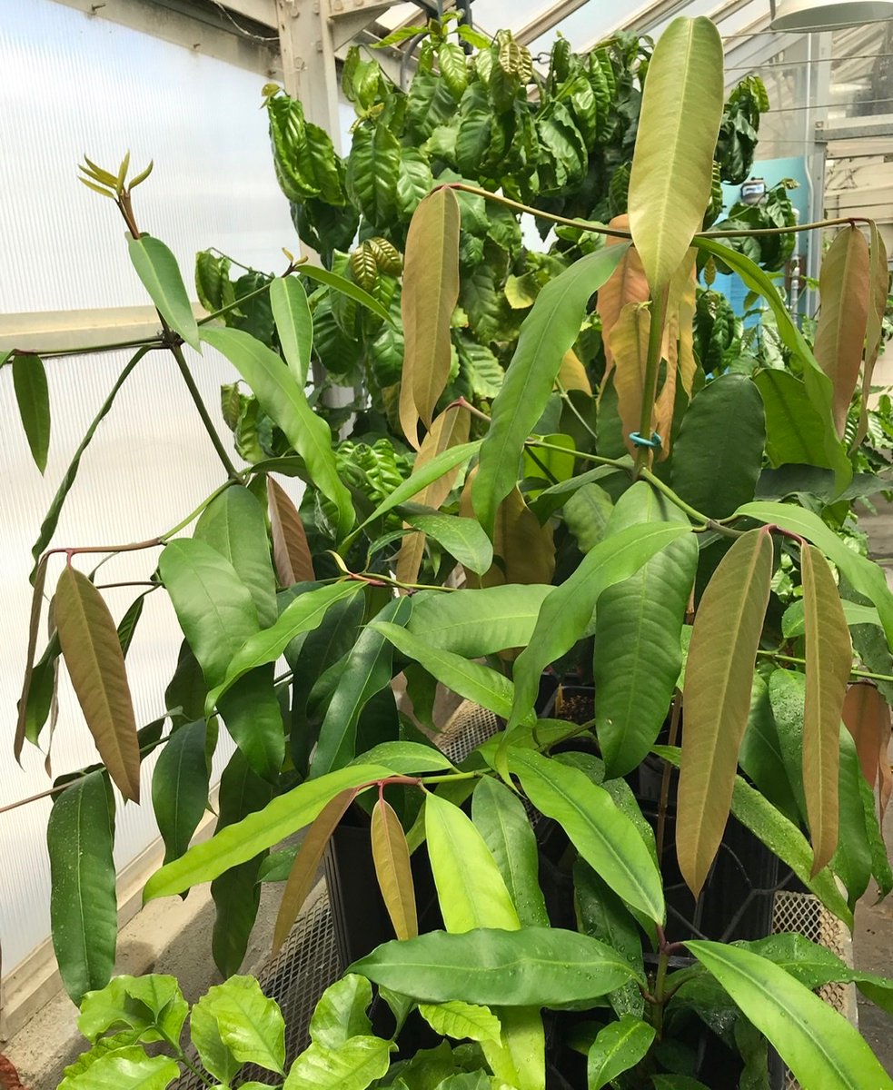 martamatvienko's tweet photo. Garcinia cochinchinensis plants in greenhouse https://t.co/n8DToCHekY