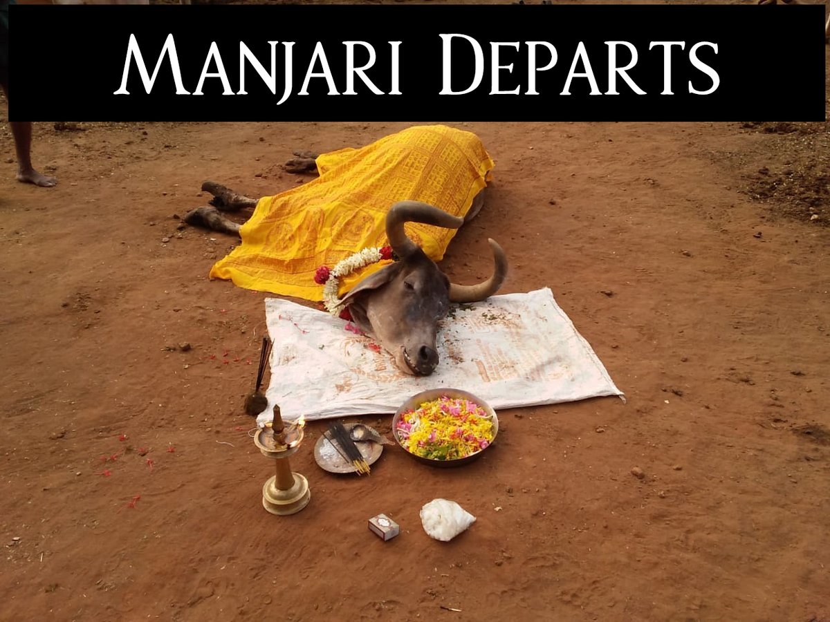 daksinvrindavan's tweet photo. With extreme grief and sorrow, we announce the sad departure of our beloved Manjari. She breathed her last yesterday in our Gausadan. Please join us in praying for our grand, old lady who in spite of having a hard and abused past, was as soft and as loving as own mother https://t.co/1fglXgQdm9