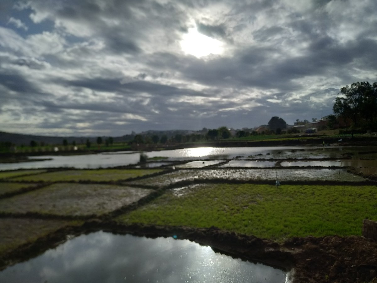 Isaory ny tsiko maré, fa izy no nalefan'ny Nahary hanadio ny rivotra misy poizina iainantsika amin'izao...
