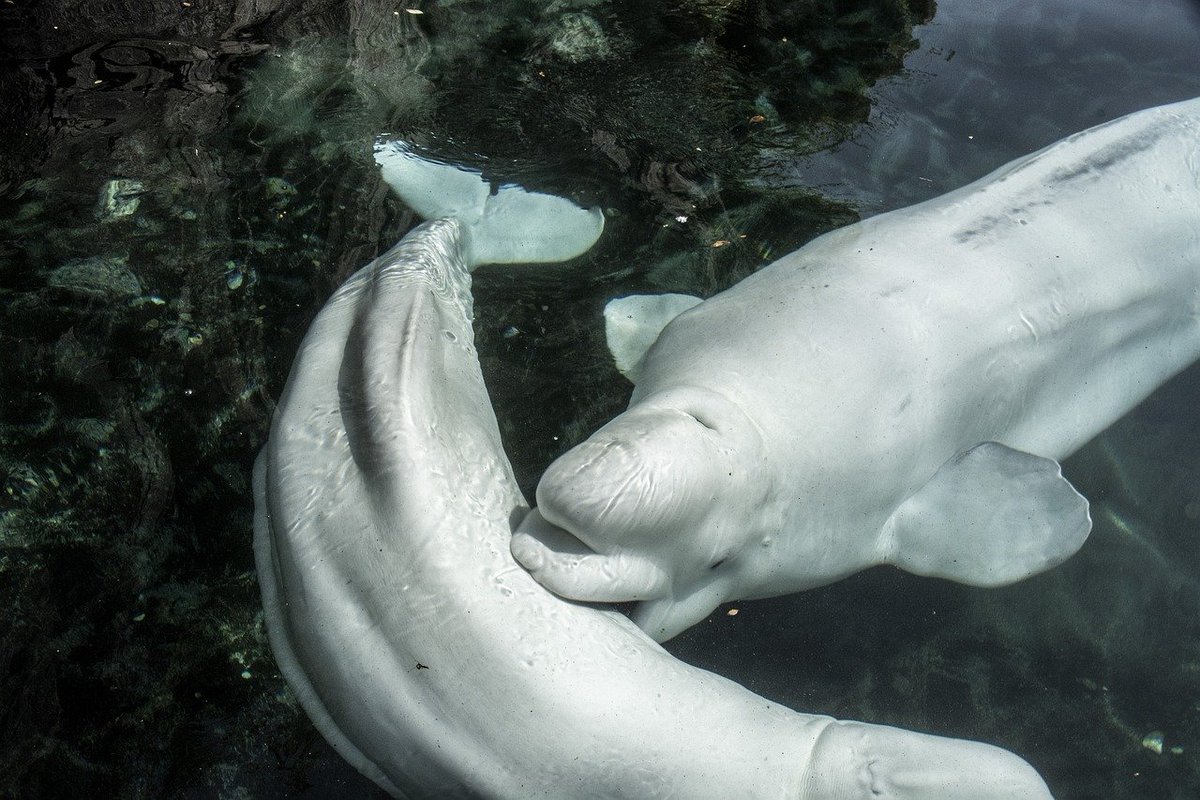 LPMagIn's tweet photo. #LPMIHappyToInspire: Polar Bears International, a non-profit, is launching a live-cam to watch Beluga whales which call the Hudson Bay in Canada home. The move aims to shed light on shrinking sea ice and the potential climate crisis
https://t.co/Xb5kfeJ31A
#VirtuallyVisit https://t.co/KkJP4OJKLW
