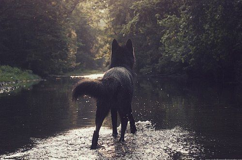 Dogkora1's tweet photo. #alone #black  😍❤️

#dog #doglovers #pet #petlovers #lab #goldenretriever #doglover #gsd 
#dogpuppy #lab #labradorretriever #pug #puppy #germanshepherd #mypet #lovefordogs #lovedogs #cutedogs #beagle #animallife #animalphotography #animal #rotweiler #dobermanpinscher #husky https://t.co/CBRMP5pisG