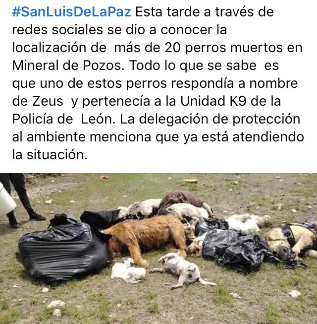 Kaibil21's tweet photo. @GobernadoresAMX @diegosinhue El binomio humano podría explicar ¿porque dejó abandonado a Zeus de K9 Guanajuato? https://t.co/WUcqtVmMOz