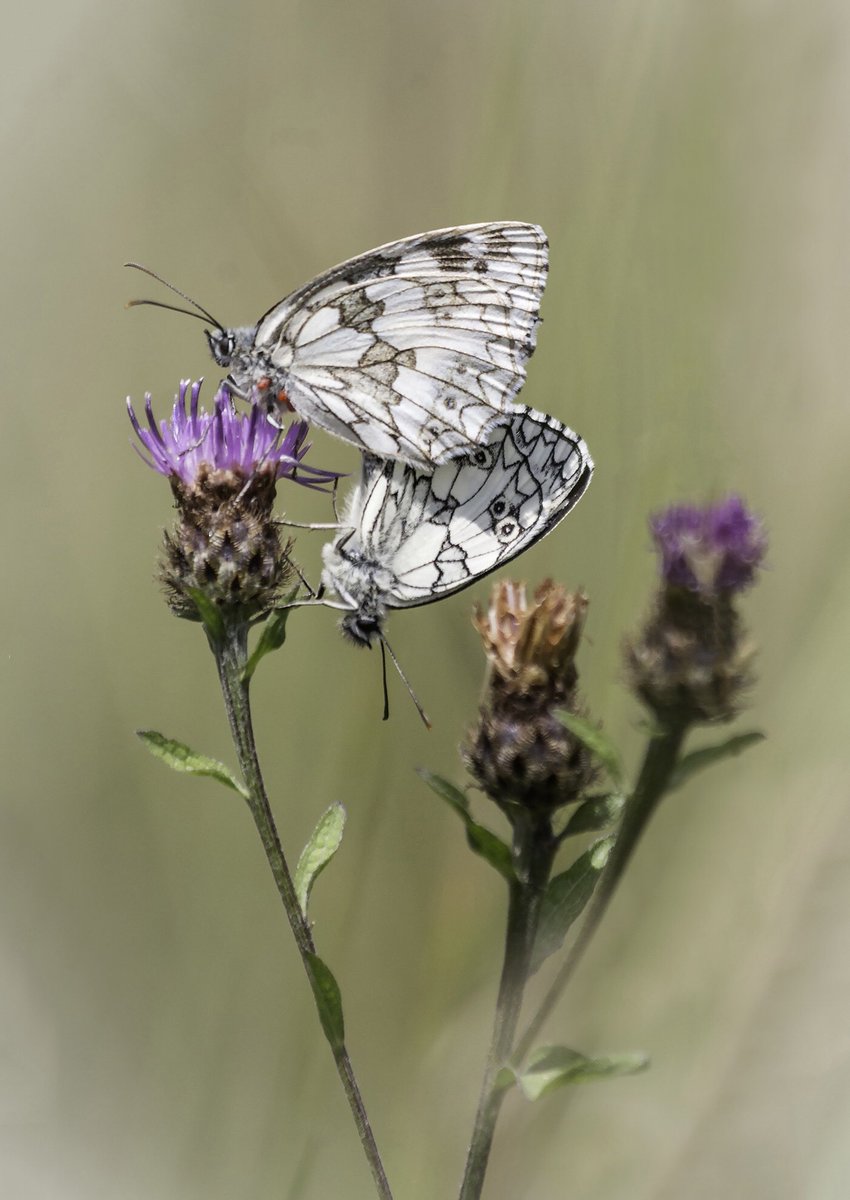 wildlondonpics's tweet photo. Do u think my 2 marbles might Trump your 2 skippers from last week @Barrysworkshop #wexmondays #fsprintmonday #sharemondays2020 @MiradorDesign @JoAnnunaki @joangell5 @savebutterflies @NTlovesLondon @nationaltrust @timeandleisure  #denbieshillside always did like marbles as a kid https://t.co/xOB8fLUgGT