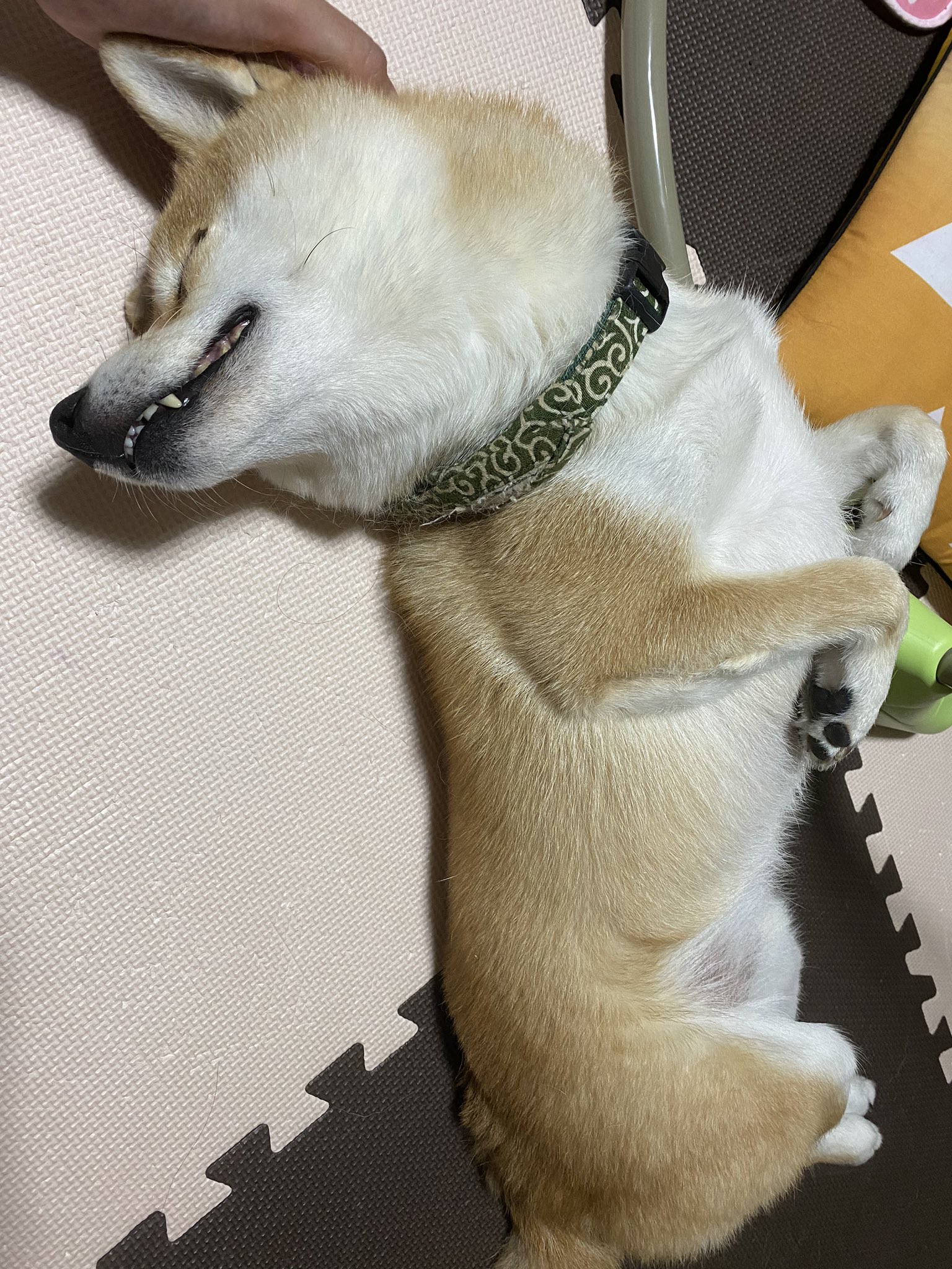 Follow 柴犬りんたろう S Rinchan Rintaro Latest Tweets Twitter