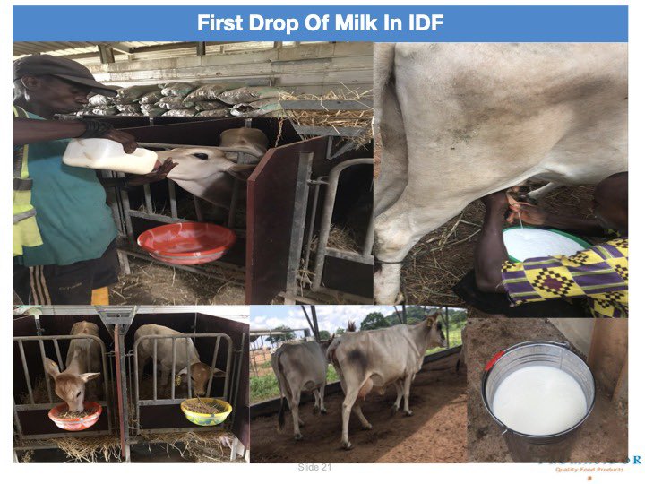 First milk at Ikun Dairy Farm. By Q1 2021, we expect to produce milk in commercial quantity.