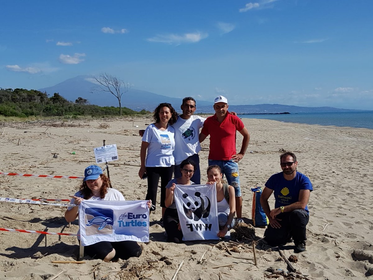 WWFitalia's tweet photo. Sono 100 i nidi di #tartaruga marina deposti finora lungo le coste italiane, l'ultimo nell'Oasi #WWF di #TorreSalsa a Siculiana
Quasi la metร (49 ) sono gestiti dai volontari #WWF supportati da @LifeEuroturtles
Ben 31 (un terzo del totale) nella sola #Sicilia orientale! https://t.co/2I6ibVYNgw