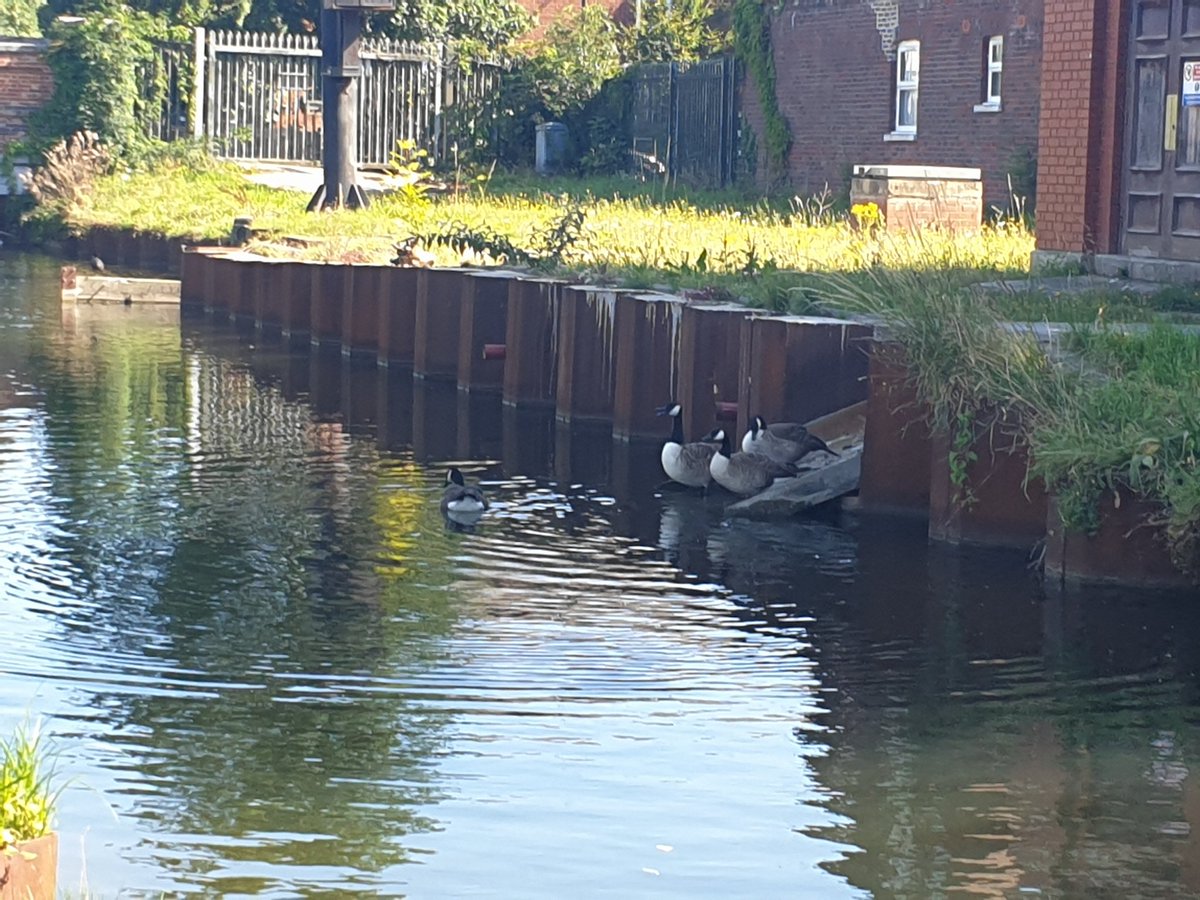 lmdasneves's tweet photo. The new river looking lovely this morning.... https://t.co/tcwCQOS9iP