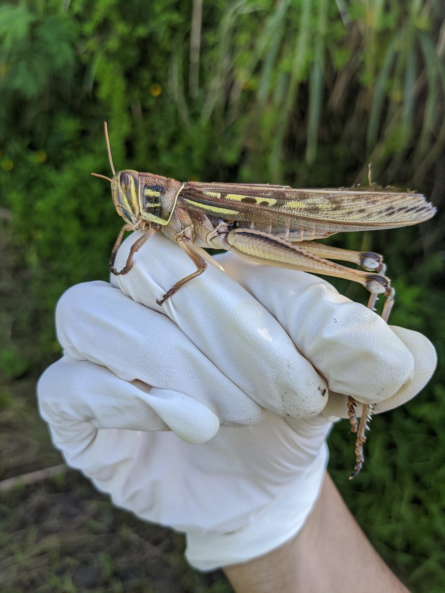 かぁなぶ Di Twitter 沖縄にはタイワンツチイナゴっていう ショウリョウバッタに 肩並べるくらいの大きなバッタが わんさかいるんですよ 後脚の脛 けい 節の棘が容易に刺さるしキック力も強いので 前 素手で触ったら手が血だらけになりました