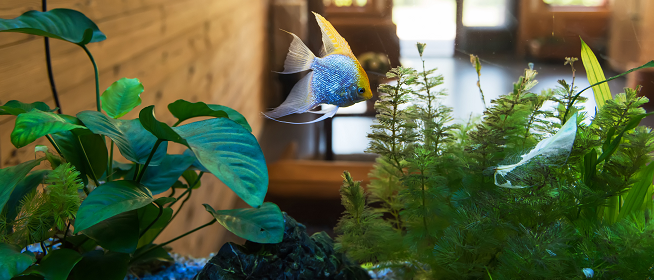 Ein Becken voller bunter Fische als dekorativer Blickfang, aber auch als wunderbare Möglichkeit, in den eigenen vier Wänden Stress abzubauen – das solltet ihr beim Einrichten eines Aquariums beachten. #aquarium ow.ly/xqX050AyHlI