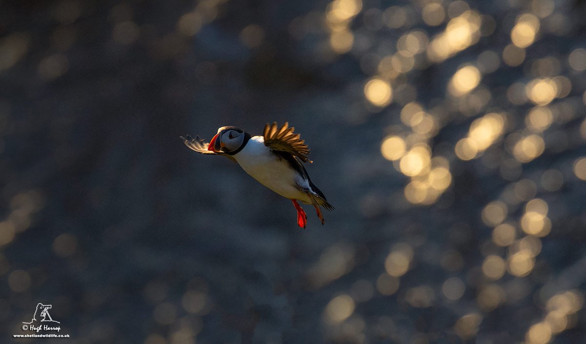 Glittering prize. Backlit Puffin at Sumburgh Head, #Shetland.