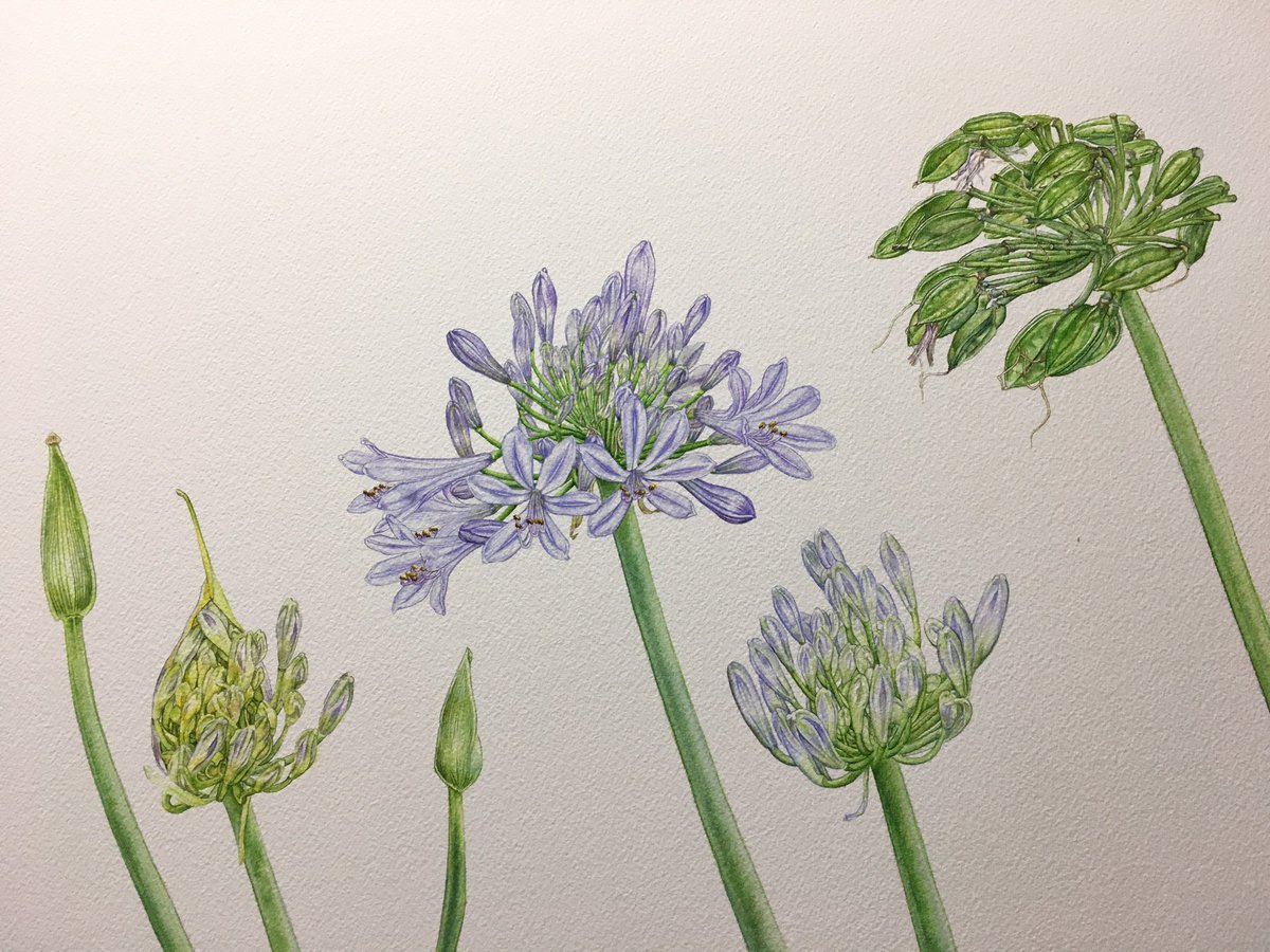 Twoucan アガパンサス の注目ツイート イラスト マンガ