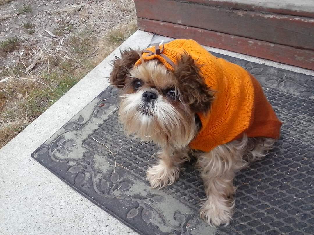 MadlChris's tweet photo. @HarmlessHarley I know the feeling all to well. A huge part of me died when I lost my wife 10 years ago but when her dog crossed the rainbow bridge a few months ago it has left me completely empty and lost. https://t.co/FKPm8TuvYc