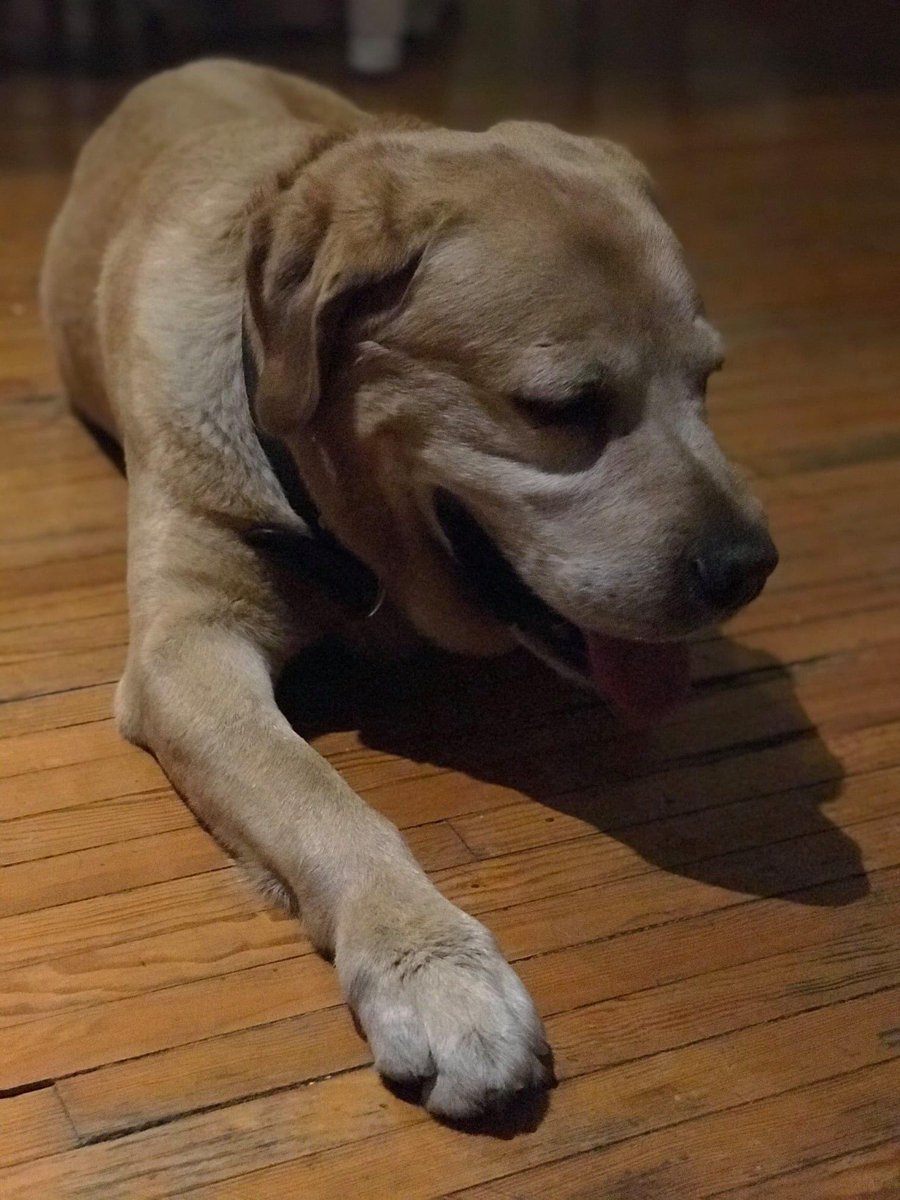 Amigos mi tía encontró este labrador en eje 5 y eje central me pueden ayudar a compartir? Estamos buscando a sus dueños no tiene placa y ya es adulto