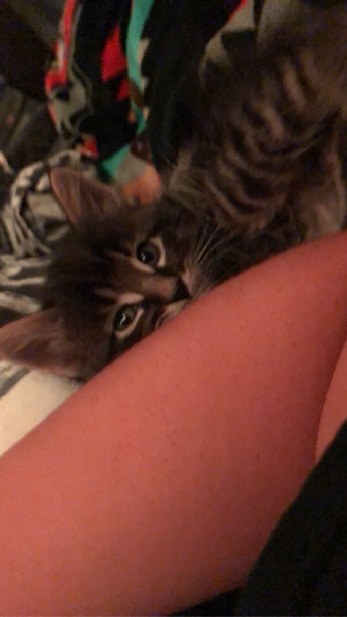 _heyitsjules's tweet photo. This guys decided to wake me up at 2:30am cause it’s playtime https://t.co/5JxvxNDOUd