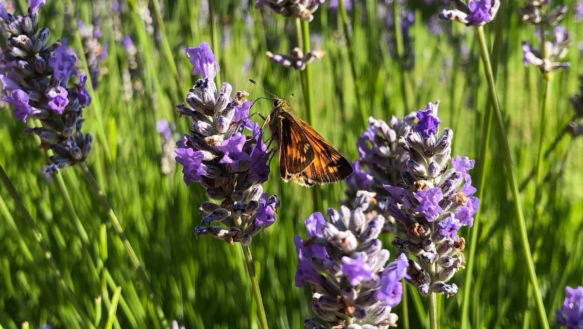 Did you know that it's the Butterfly Conservation’s Big Butterfly Count from – 17 Jul to 9 Aug? 

Spend 15 mins counting the butterflies you see in your garden, local park, or even when visiting <a href="/standennt/">Standen NT</a>. bit.ly/2Wsyorr

#butterflycount