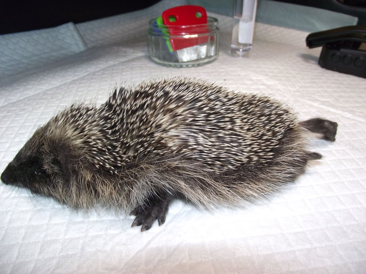HedgehogCabin's tweet photo. We've destroyed so much of what nature once provided for these gentle little creatures and now they're starving to death. If not for his ribcage and skull, this poor hedgehog would be completely flat. I doubt he's eaten since leaving mum. PLEASE put out some cat food and water. https://t.co/qjaAubtmrw