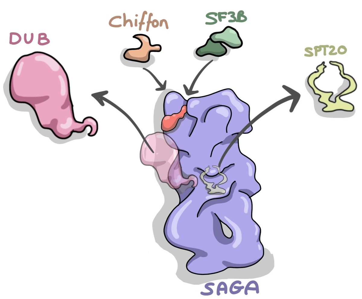 susaopina's tweet photo. Best news after #Benasque #Cerler holiday week- our last review by @CarmeNuCab on #SAGAcomplex promiscuity or moonlighting? accepted #BBAGRM  #InMemoryofSusanAbmayr So proud to contribute to this great #Specialissue @IBV_CSIC Keep tuned for updates https://t.co/hwD9eyZYvu