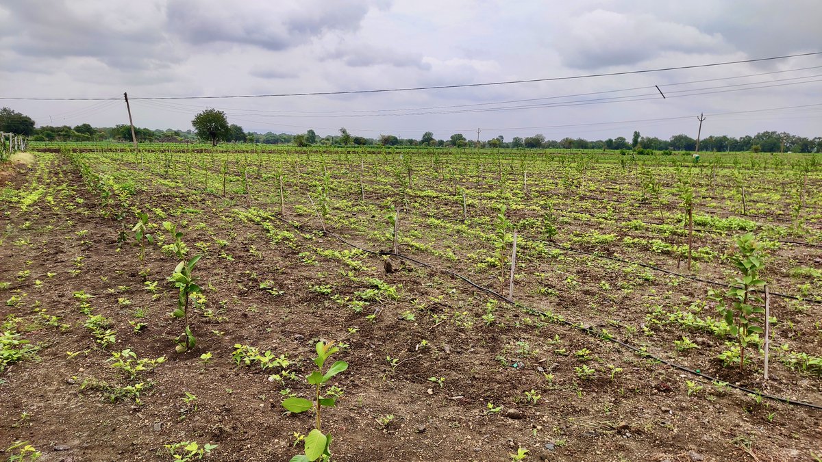 Greenyatra's tweet photo. In #LivelihoodPlantation we plant #FruitsTree in the outskirt of the metro cities (PAN India) to support farmers n increase green cover around the cities to mitigate pollution

Location: Rural Aurangabad
No. of Saplings: 5000
CSR Partner: @CosmoFilmsLtd 

#GreenYatra #CosmoFilms https://t.co/qFaC7dz20f
