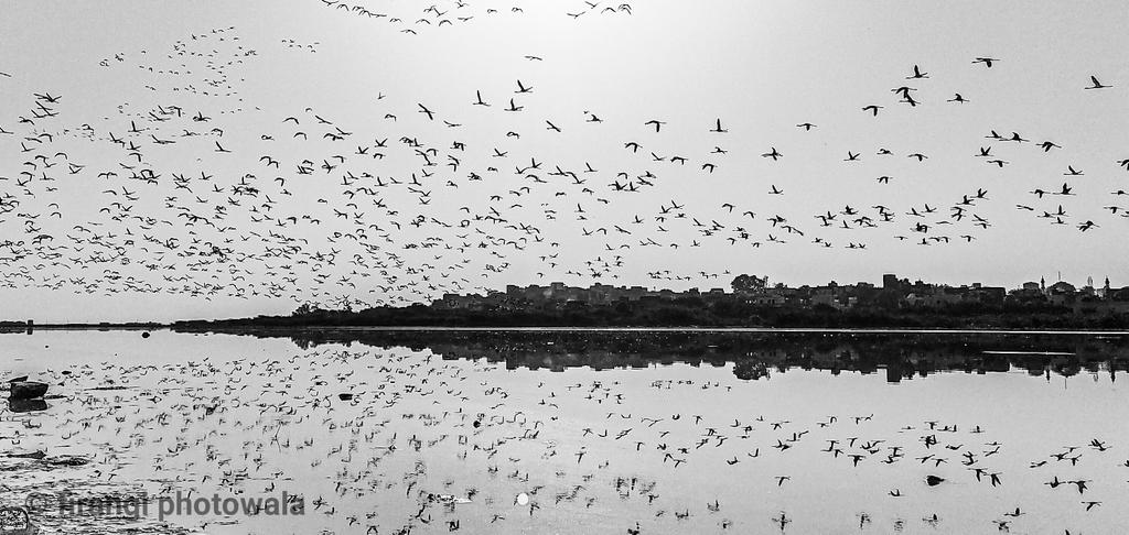 YogeshSevkani1's tweet photo. floks of flamingos shot on mobile phone
#birding
#birdphotography
#flamingos #wildlife
#migratingbird
#shotonrealme 5pro
#DareToLeap
@MadhavSheth1
@realmemobiles
@realme
@FrancisRealme
@NeonVikash
@heysiddi
@AmlanPati
@sp_patil1
@realmecareIN
@harisree24
@nidhi_bhatia https://t.co/XiVyUKgqQ2