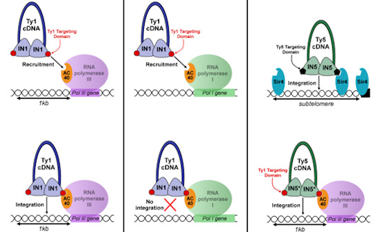 embojournal's tweet photo. A small targeting domain in Ty1 #integrase is sufficient to direct #retrotransposon integration upstream of tRNA genes - find @pascale_lesage, Joël Acker and colleagues
https://t.co/oF5gYxcy3Q https://t.co/iakKWxfFRl