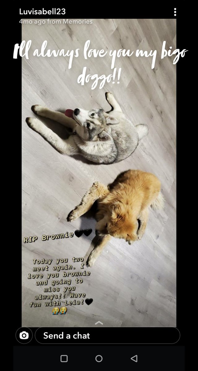 ronyjr93's tweet photo. #RIPBrownie #RIPleia
07/19/20 and 04/24/20
Now both of you can play together. 😭🤧😢😰💔 https://t.co/Wbd7H6ps0t