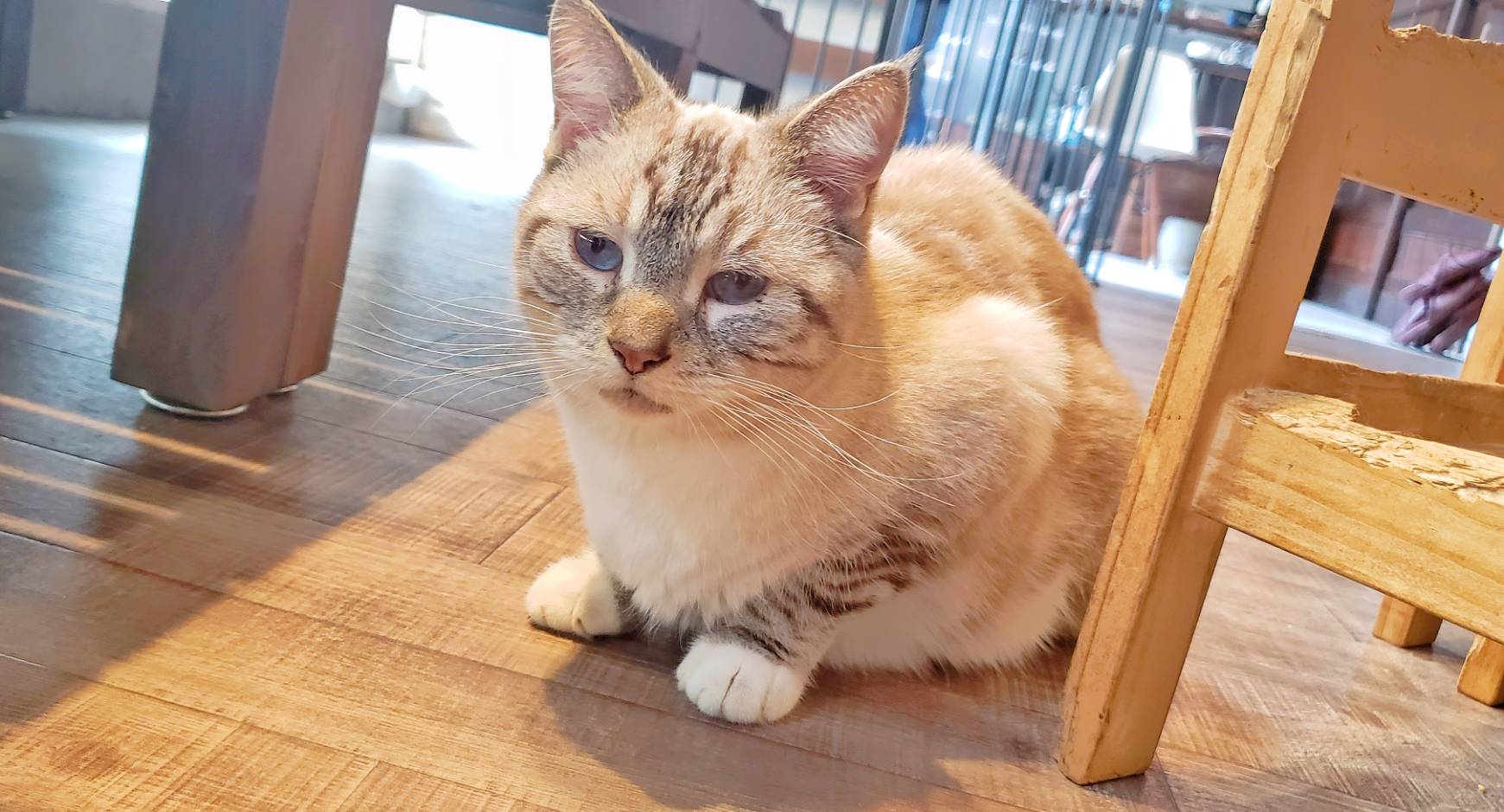 アニマルカフェ猫の王様 猫カフェ フクロウカフェ 爬虫類カフェだしナマケモノもおる店 Nekonoking Twitter
