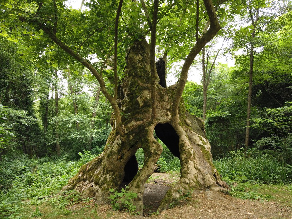 The Oldest Tree of Istanbul. It's 1382 years old 

Species: London Plane (Platanus acerifolia)