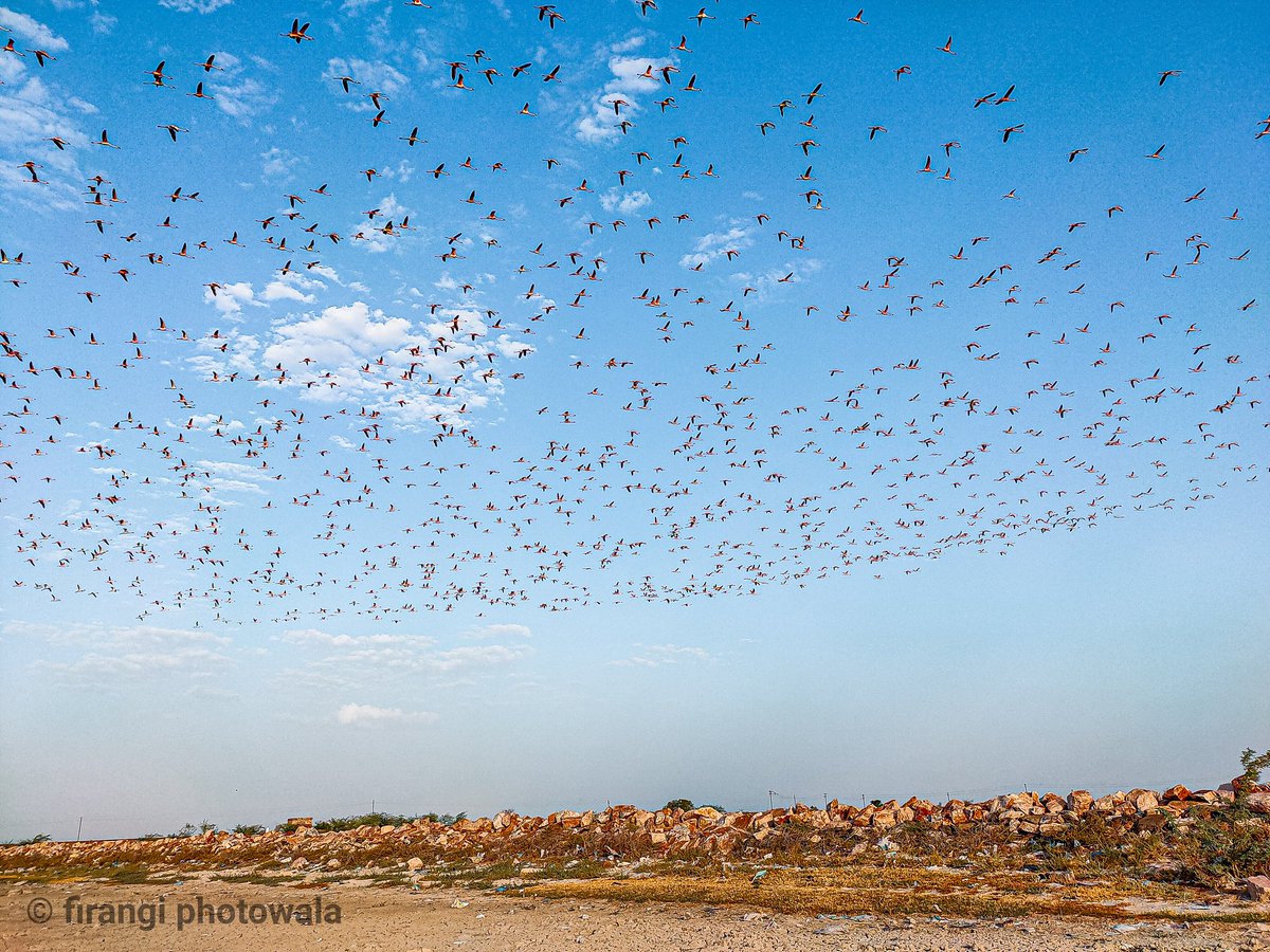 YogeshSevkani1's tweet photo. floks of flamingos shot on mobile phone
#birding
#birdphotography
#flamingos #wildlife
#migratingbird
#shotonrealme 5pro
#DareToLeap
@MadhavSheth1
@realmemobiles
@realme
@FrancisRealme
@NeonVikash
@heysiddi
@AmlanPati
@sp_patil1
@realmecareIN
@harisree24
@nidhi_bhatia https://t.co/XiVyUKgqQ2