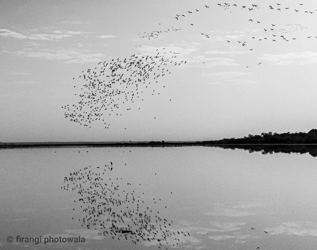 YogeshSevkani1's tweet photo. floks of flamingos shot on mobile phone
#birding
#birdphotography
#flamingos #wildlife
#migratingbird
#shotonrealme 5pro
#DareToLeap
@MadhavSheth1
@realmemobiles
@realme
@FrancisRealme
@NeonVikash
@heysiddi
@AmlanPati
@sp_patil1
@realmecareIN
@harisree24
@nidhi_bhatia https://t.co/XiVyUKgqQ2