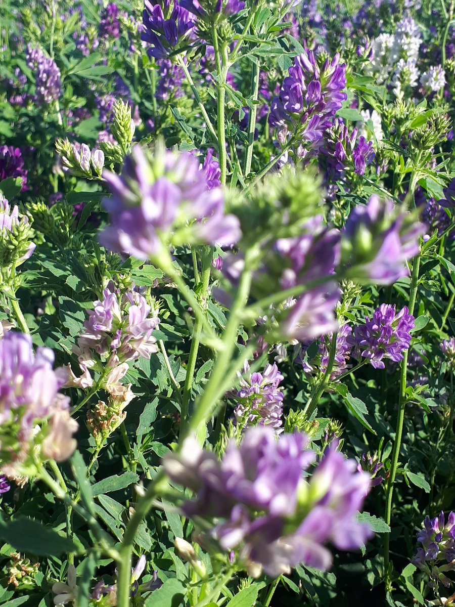 ChoiselatF's tweet photo. #luzerne #alphalpha des fleurs cet été qui apportent du nectar pour #insectes #abeilles #diversité https://t.co/BFOA9gBnFu