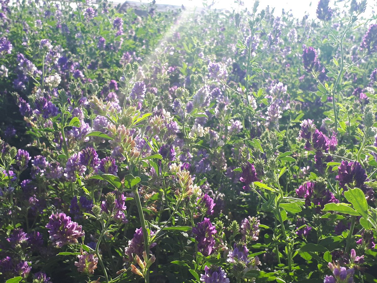ChoiselatF's tweet photo. #luzerne #alphalpha des fleurs cet été qui apportent du nectar pour #insectes #abeilles #diversité https://t.co/BFOA9gBnFu