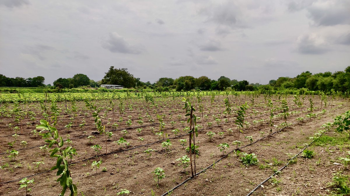 IamTreepathi's tweet photo. 5,000 #Livelihood #FruitsTree #Plantation in the outskirt  #Aurangabad to support farmers and increase green cover around the cities to mitigate pollution.

Thank you @CosmoFilmsLtd for support.
 
@InfoAurangabad @Aurangabad_Page 

#CosmoFilms  #10CroresTREESby2025 https://t.co/nvXzo57GeF
