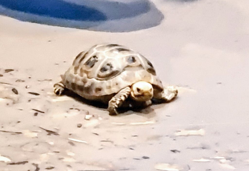 FUNtastic learning about Habitat classrooms at Taronga Zoo! Happy start to Term 3 💙💙💙 <a href="/IngleburnPs/">Ingleburn PS</a>