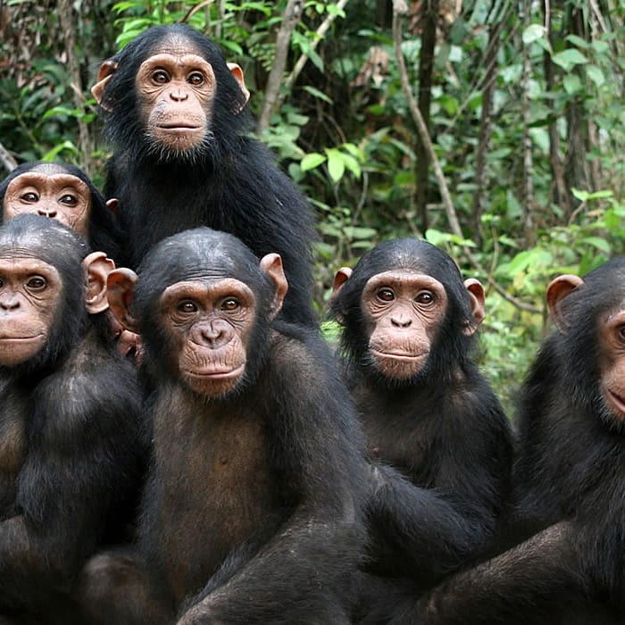 AdventuresFrena's tweet photo. Located in the remote west of the Tanzania on the shores of Lake Tanganyika, one of the oldest and deepest lakes in the world, it is where is home to the best chimpanzee viewing in Africa. Mahale Mountain National Park is one of the most picturesque places in Tanzania, https://t.co/tCqueU9Tbc