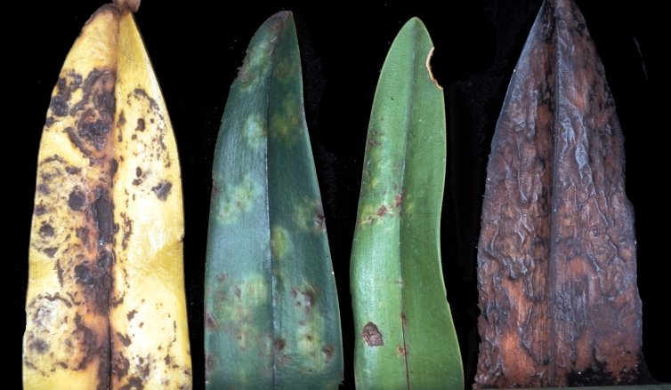 Ernesto de Bernardis, MD 🌉🇪🇺🌍🪐 tweet media