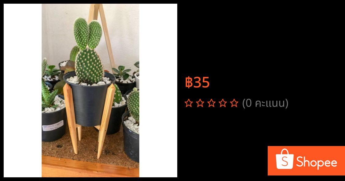 korsob's tweet photo. ขาย 🌵ขารองกระถาง​แคคตัส​🌵​ตะมุ​ตะ​มิ​🥰ขนาด3นิ้ว🥰 ในราคา ฿35 ใน #ShopeeTH ตอนนี้! https://t.co/NH0O9XUDlj https://t.co/l08CTkGUf4
