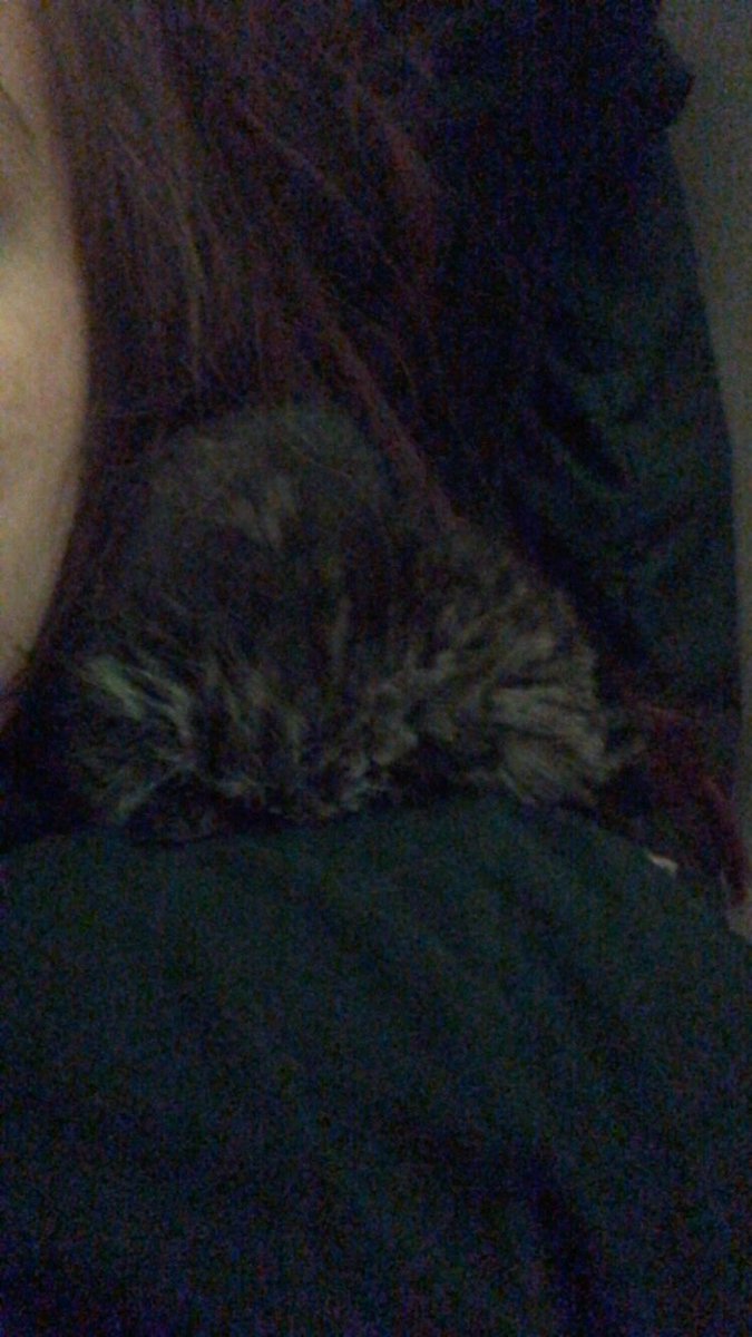 _heyitsjules's tweet photo. And my tiny fluff ball is fast asleep again https://t.co/jCQayYb9Ym