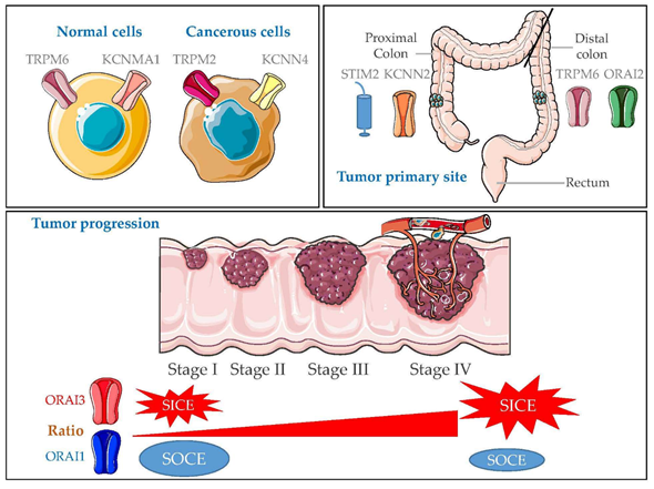 Cancers MDPI tweet media