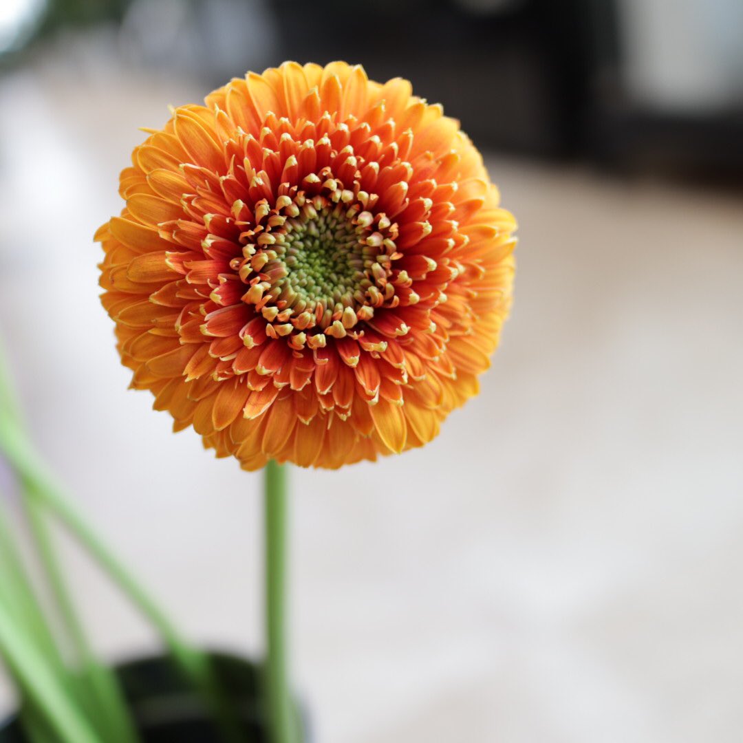 星のフラワー 花屋from茅ヶ崎 可愛いポンポンガーベラが入りました ピンク ベルフィー オレンジ オルセン 黄色 スポンジボブ 花 花屋 茅ヶ崎 茅ヶ崎花屋 星のフラワー 星のフラワー 花屋from茅ヶ崎 可愛いポンポンガーベラが入りました ピンク ベルフィー オレンジ オルセン 黄色 スポンジボブ 花 花屋 茅ヶ崎 茅ヶ崎花屋 星のフラワー