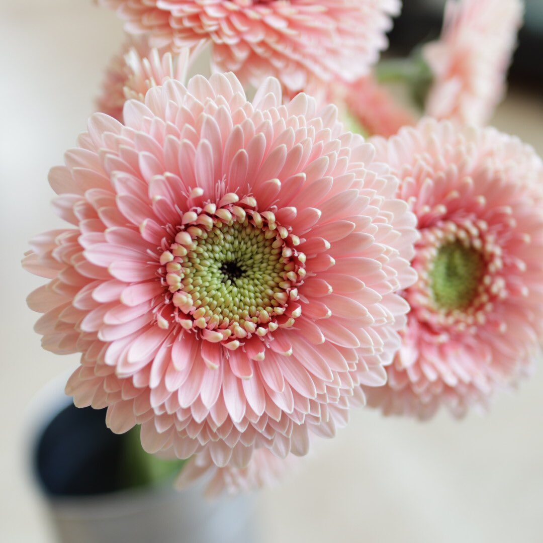 星のフラワー 花屋from茅ヶ崎 Pa Twitter 可愛いポンポンガーベラが入りました ピンク ベルフィー オレンジ オルセン 黄色 スポンジボブ 花 花屋 茅ヶ崎 茅ヶ崎花屋 星のフラワー 星のフラワー 花屋from茅ヶ崎 Pa Twitter 可愛いポンポンガーベラが入りました ピンク ベルフィー オレンジ オルセン 黄色 スポンジボブ 花 花屋 茅ヶ崎 茅ヶ崎花屋 星のフラワー