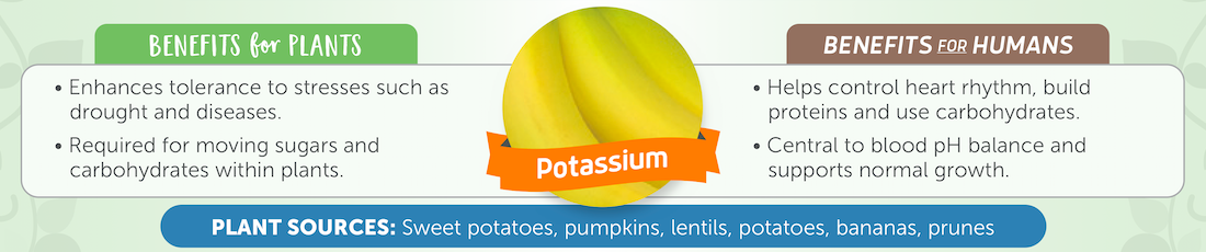 FertilizerNews's tweet photo. #KnowYourNutrients ➡️ POTASSIUM

🌱 Enhances tolerance to drought &amp; disease
💪 Helps control heart rhythm &amp; supports normal growth
🔍 Found in sweet potato, potato, pumpkin, lentils, bananas &amp; prunes

Learn more about key #nutrients in our infographic 👉 
https://t.co/O5BCpI8rVB https://t.co/p5nSg32fGr