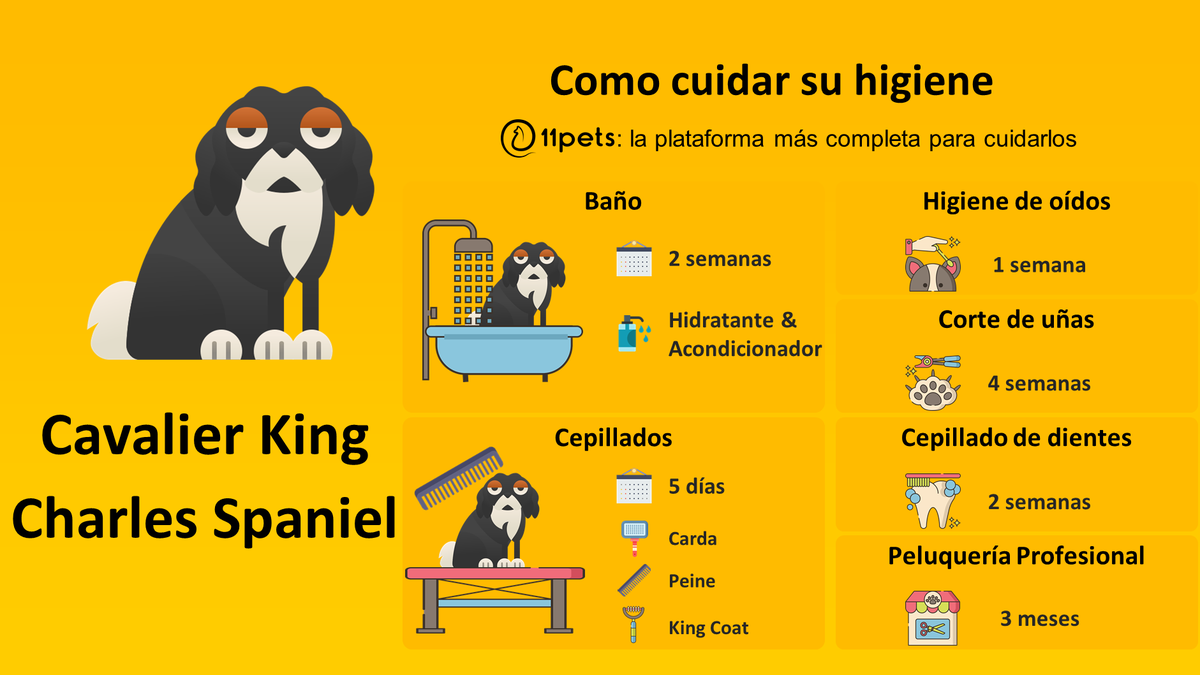 11pets_com's tweet photo. Guía de cuidados de higiene para tu Cavalier King Charles Spaniel. La aplicación de 11pets te recordará todo lo que tienes que hacer.
https://t.co/2gA9owXVo5
#cavalierkingcharlesspaniel #petcare #pet #appfordogs #appforpets #puppy #11pets #pethealth #cuidar https://t.co/xB8Vu8e1vr