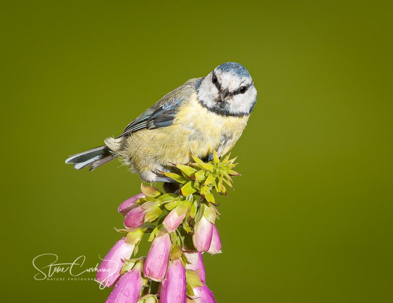 stevecush1's tweet photo. A blue tit sitting on a foxglove on this day (20th July) in 2011. #tit #bluetit https://t.co/NZ3rPpRvrT