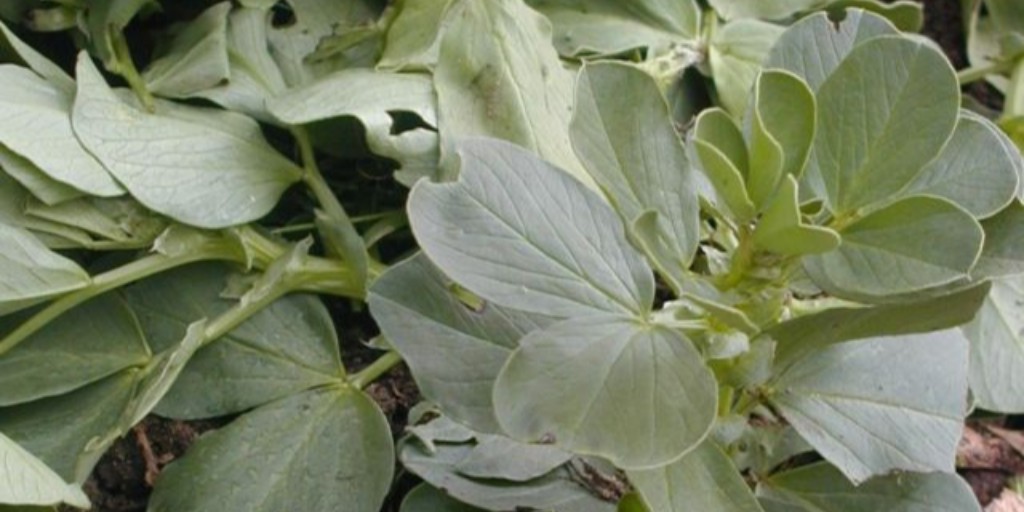 gardenorganicuk's tweet photo. Once you’ve dug up some of your veg, try sowing a green manure in the bare patch. These are plants which feed the soil as they grow. Find out more here: https://t.co/gZoYxKwe35

#Mondaymotivation #greenmanure  #veggies #organicgrowing #fieldbean #veggiepatch #soilhealth https://t.co/TT5J4CMzll