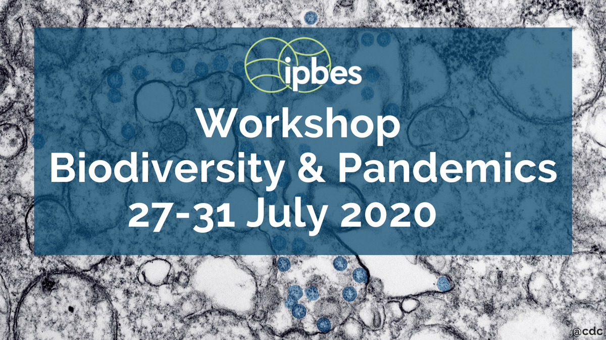 🦠<a href="/IPBES/">ipbes</a> Virtual Platform Workshop on the links between #biodiversity &amp; #pandemics will take place July 27-31

Big thanks to everyone for the very many excellent nominations received🌷

The list of participating experts is now available👇
ipbes.net/pandemics-work…