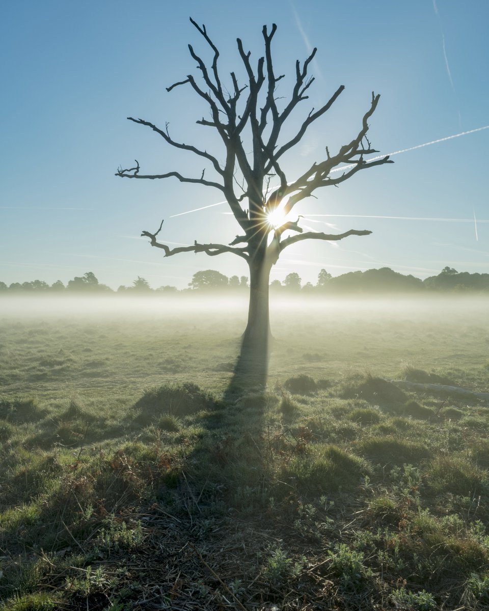 beartomcat55's tweet photo. This tree inspires me. Even though it'd dead it still gives so much life to others. It also inspires me to try different things photographic wise, some I've done and some I've yet to do.
#TFCsnaps https://t.co/Xjqy48ogX1