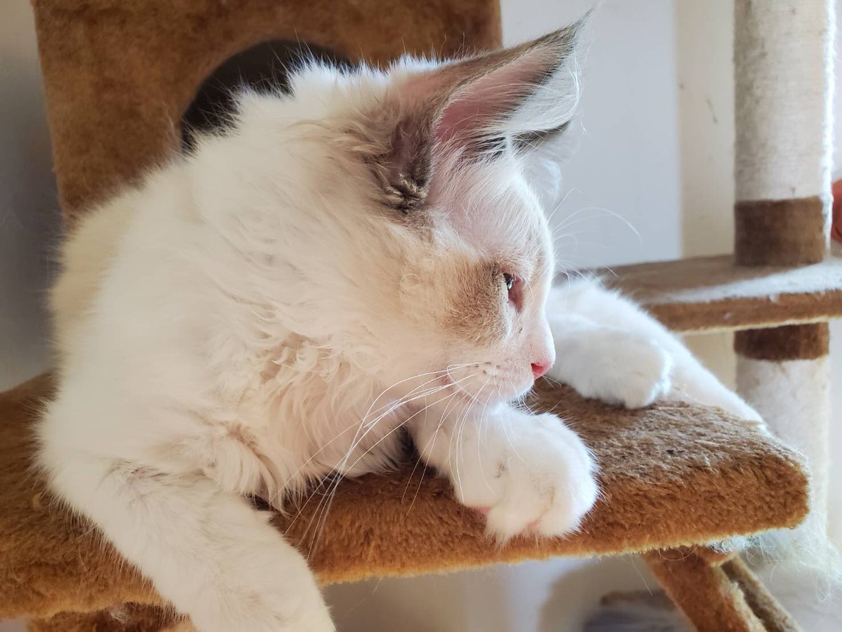 Cattery Sp Mianchi 横顔がかっこいい Sp Mianchiホームページ T Co Balpyteg3k 猫 ねこ 子猫 猫ブリーダー ラグドール ラグドールブリーダー ラグドール子猫 横顔 ねこのいる生活 ねこのいる幸せ T Co Mxadaf2zti