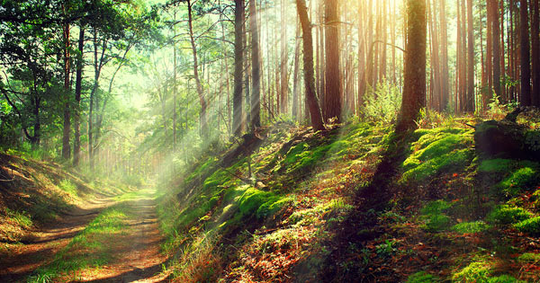 chicken_soups's tweet photo. Top 3 QOTD to digest:
1) In every walk in with nature, one receives far more than he seeks.

2) Slow down and enjoy the simple pleasures in life.

3) Nature is the art of God. https://t.co/3dpY0Q5HvV
